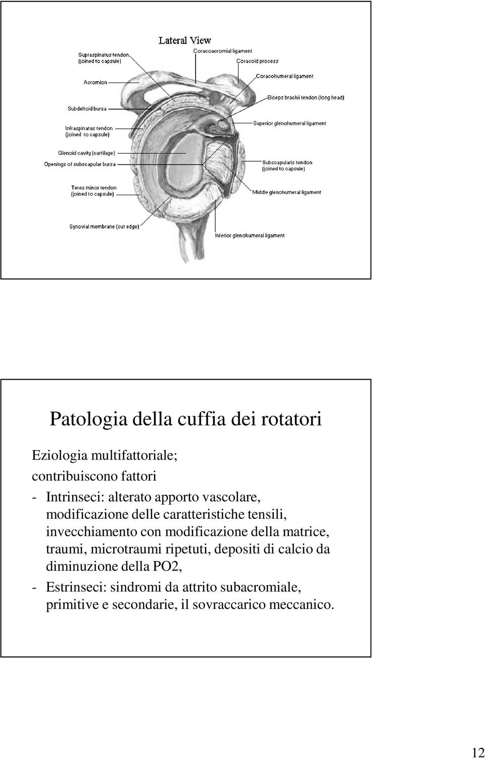 modificazione della matrice, traumi, microtraumi ripetuti, depositi di calcio da diminuzione della