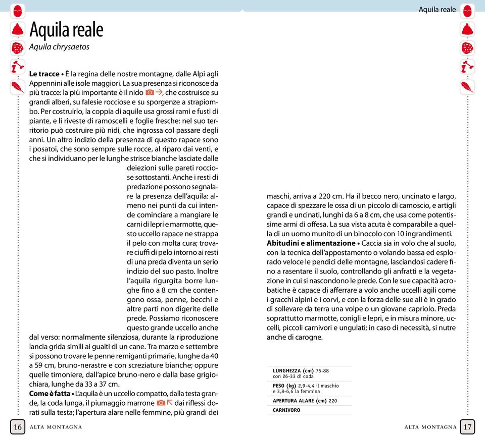 Per costruirlo, la coppia di aquile usa grossi rami e fusti di piante, e li riveste di ramoscelli e foglie fresche: nel suo territorio può costruire più nidi, che ingrossa col passare degli anni.