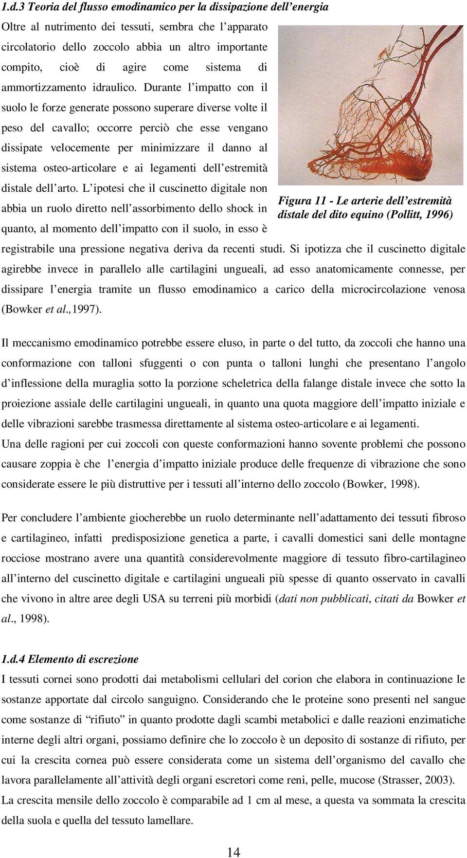 Durante l impatto con il suolo le forze generate possono superare diverse volte il peso del cavallo; occorre perciò che esse vengano dissipate velocemente per minimizzare il danno al sistema