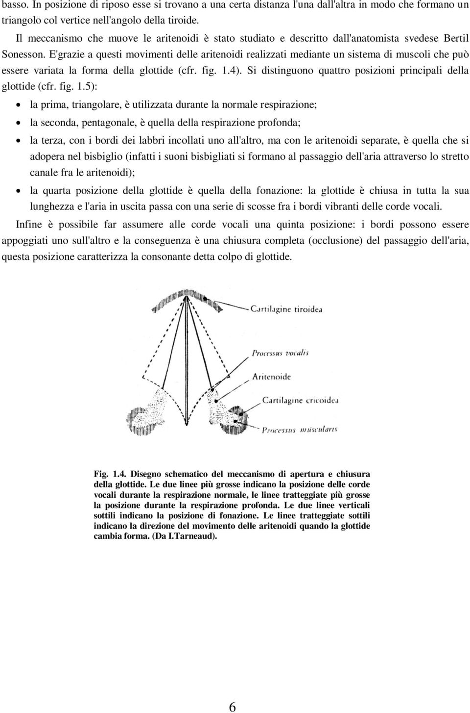 E'grazie a questi movimenti delle aritenoidi realizzati mediante un sistema di muscoli che può essere variata la forma della glottide (cfr. fig. 1.4).