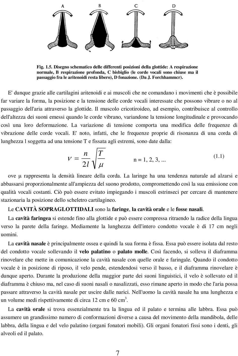 libero), D fonazione. (Da J. Forchhammcr).