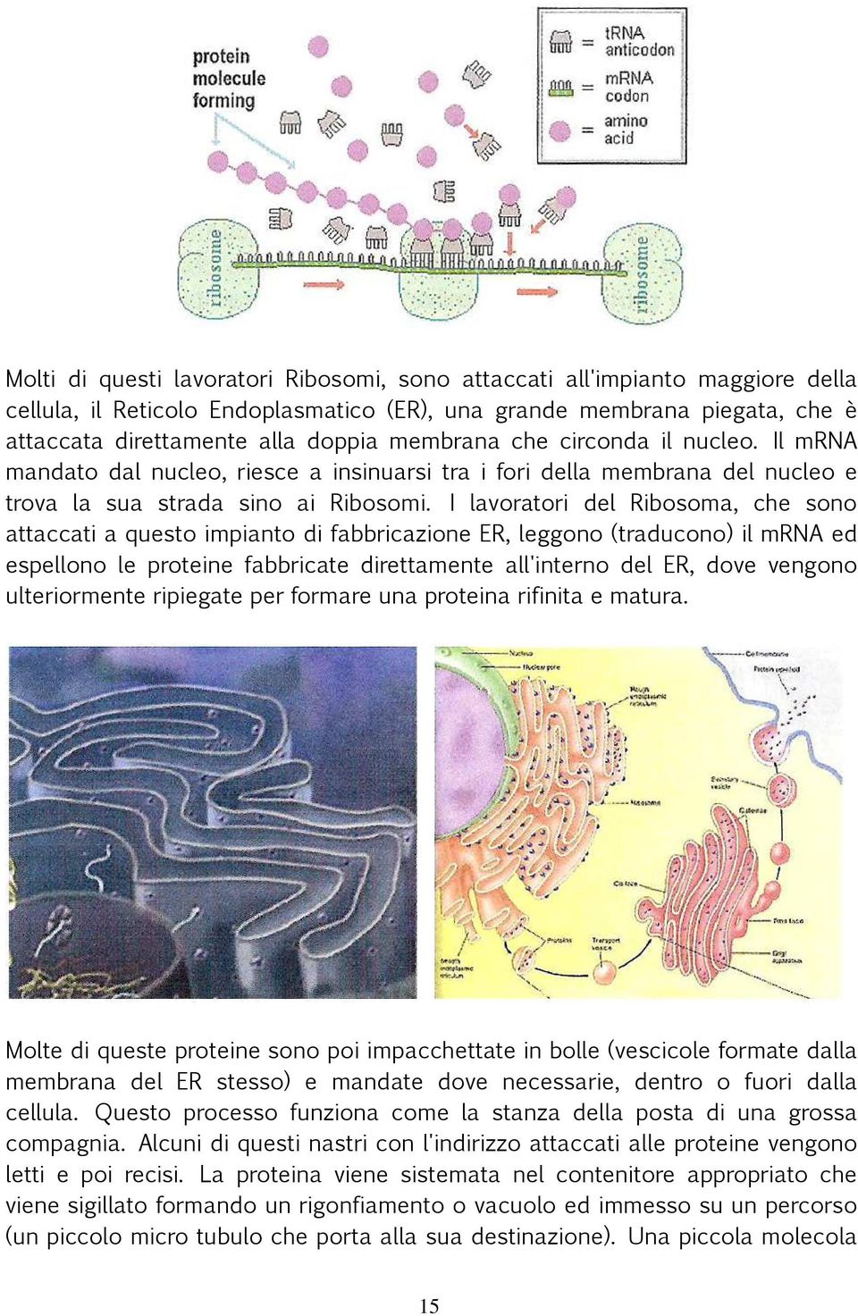 I lavoratori del Ribosoma, che sono attaccati a questo impianto di fabbricazione ER, leggono (traducono) il mrna ed espellono le proteine fabbricate direttamente all'interno del ER, dove vengono