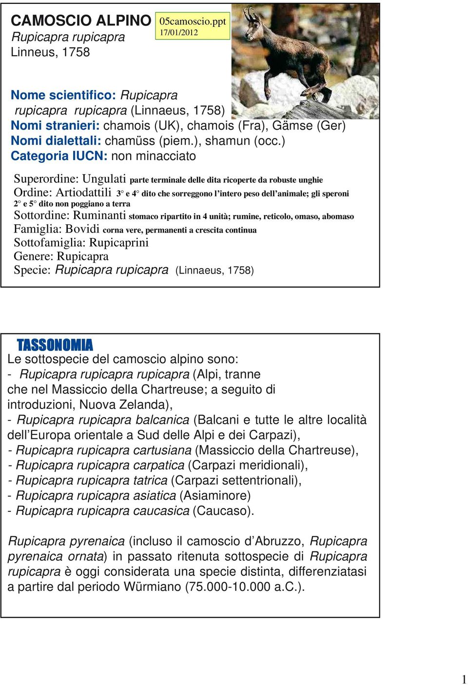 ) Categoria IUCN: non minacciato Superordine: Ungulati parte terminale delle dita ricoperte da robuste unghie Ordine: Artiodattili 3 e 4 dito che sorreggono l intero peso dell animale; gli speroni 2