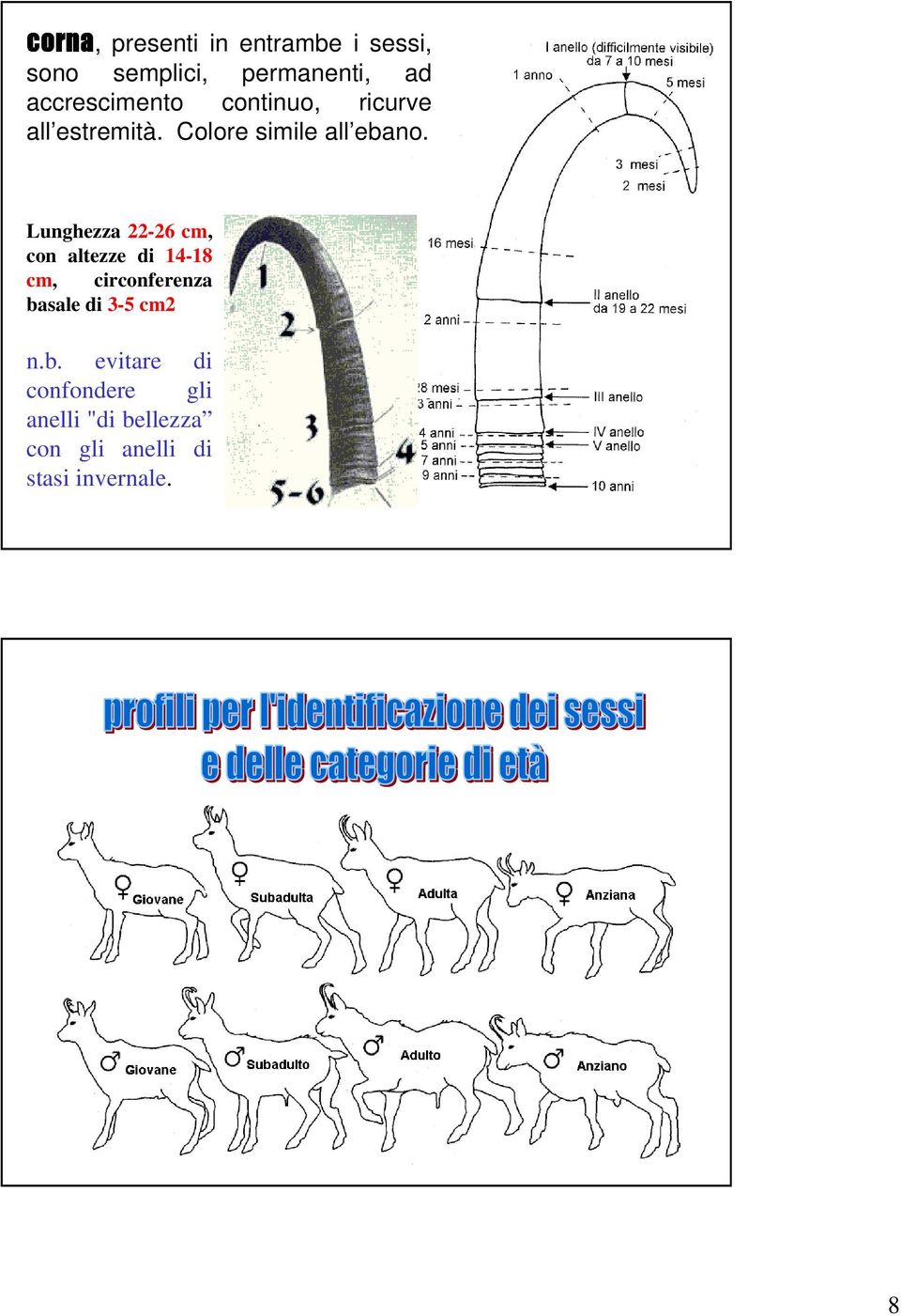 Lunghezza 22-26 cm, con altezze di 14-18 cm, circonferenza basale di 3-5 cm2