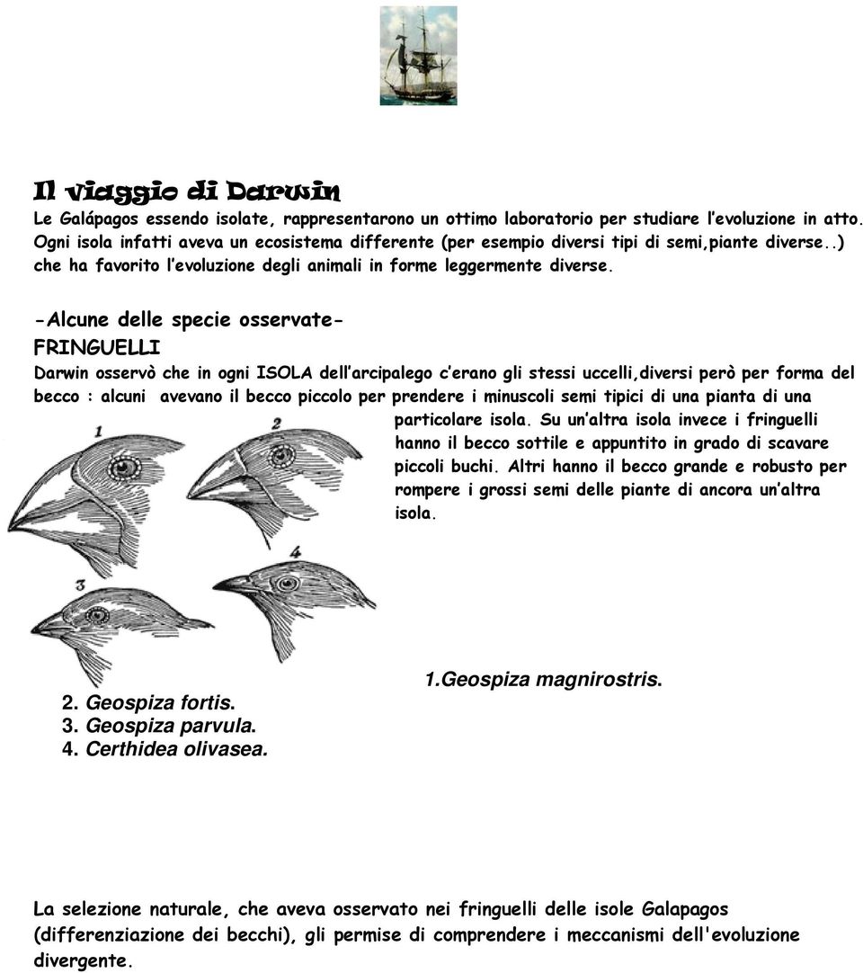 -Alcune delle specie osservate- FRINGUELLI Darwin osservò che in ogni ISOLA dell arcipalego c erano gli stessi uccelli,diversi però per forma del becco : alcuni avevano il becco piccolo per prendere