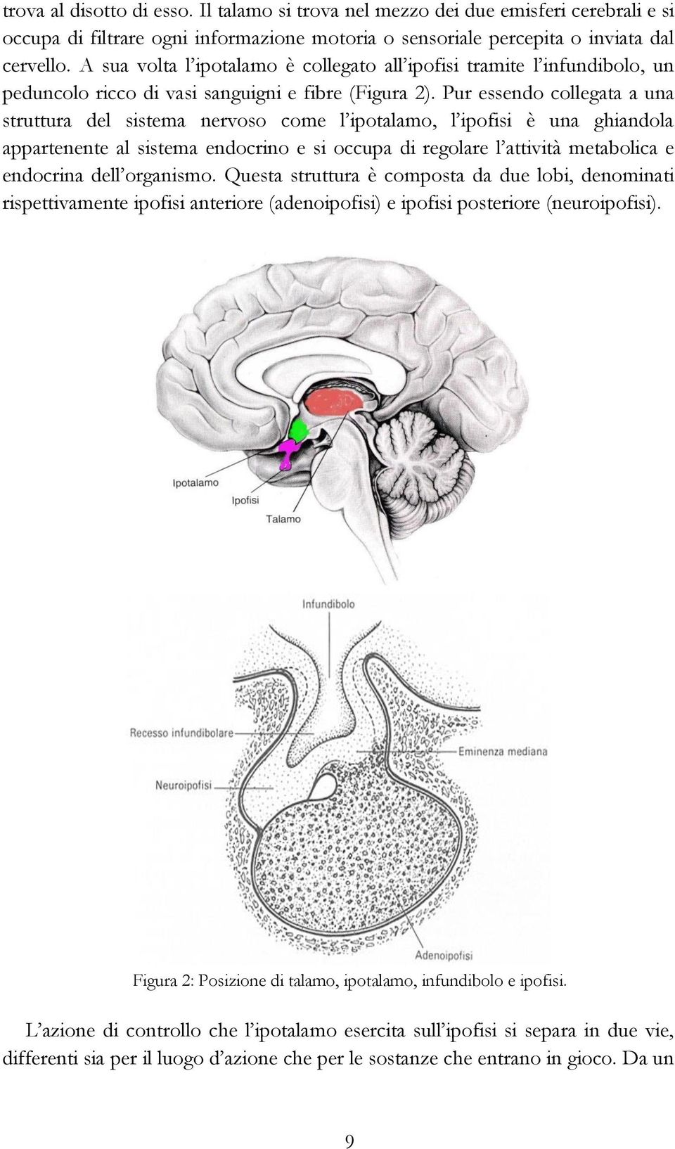 Pur essendo collegata a una struttura del sistema nervoso come l ipotalamo, l ipofisi è una ghiandola appartenente al sistema endocrino e si occupa di regolare l attività metabolica e endocrina dell