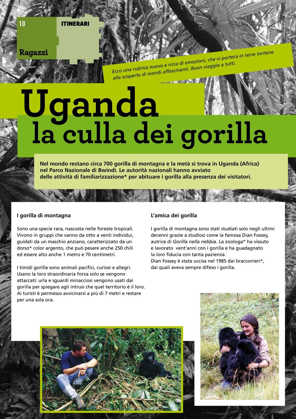 Le autorità nazionali hanno avviato delle attività di familiarizzazione* per abituare i gorilla alla presenza dei visitatori.