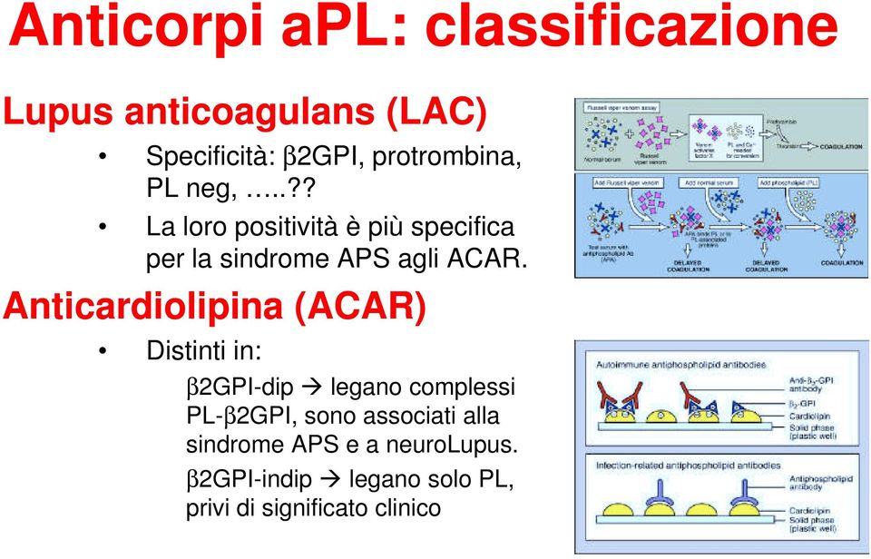 Anticardiolipina (ACAR) Distinti in: β2gpi-dip legano complessi PL-β2GPI, sono