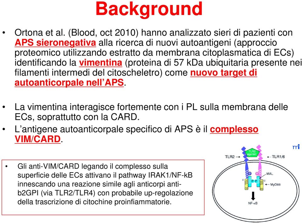 identificando la vimentina (proteina di 57 kda ubiquitaria presente nei filamenti intermedi del citoscheletro) come nuovo target di autoanticorpale nell APS.