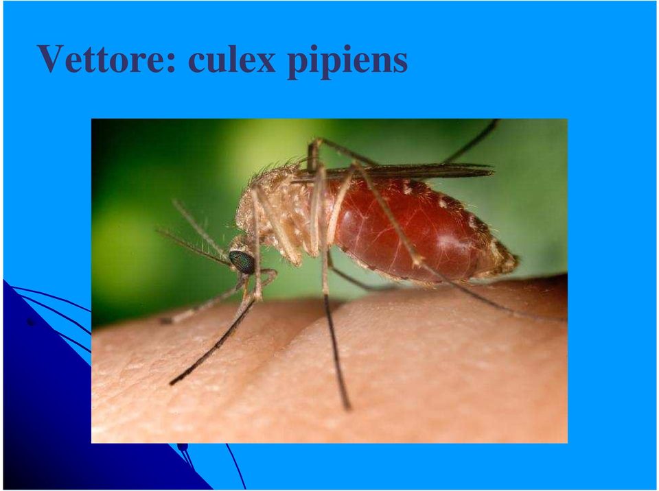 pipiens