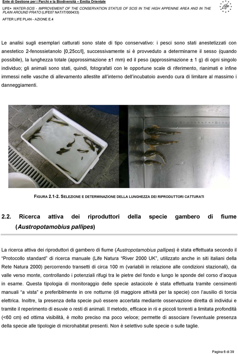 di riferimento, rianimati e infine immessi nelle vasche di allevamento allestite all interno dell incubatoio avendo cura di limitare al massimo i danneggiamenti. FIGURA 2.1-2.