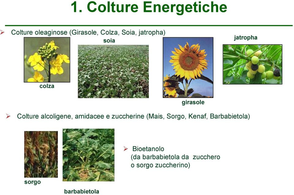 amidacee e zuccherine (Mais, Sorgo, Kenaf, Barbabietola)