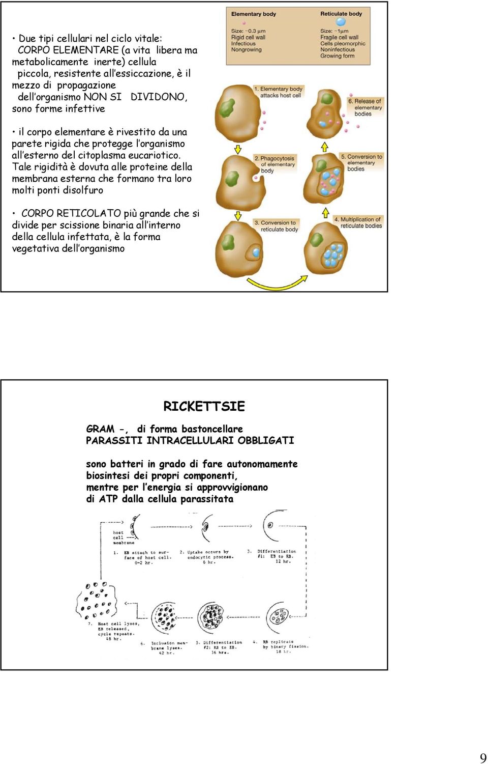 Tale rigidità è dovuta alle proteine della membrana esterna che formano tra loro molti ponti disolfuro CORPO RETICOLATO più grande che si divide per scissione binaria all interno della cellula