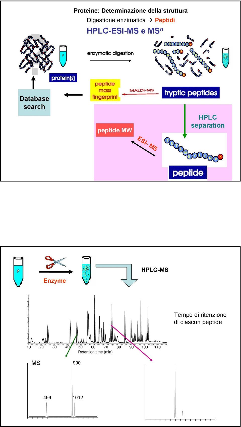 search peptide MW HPLC separation ESI- MS Enzyme