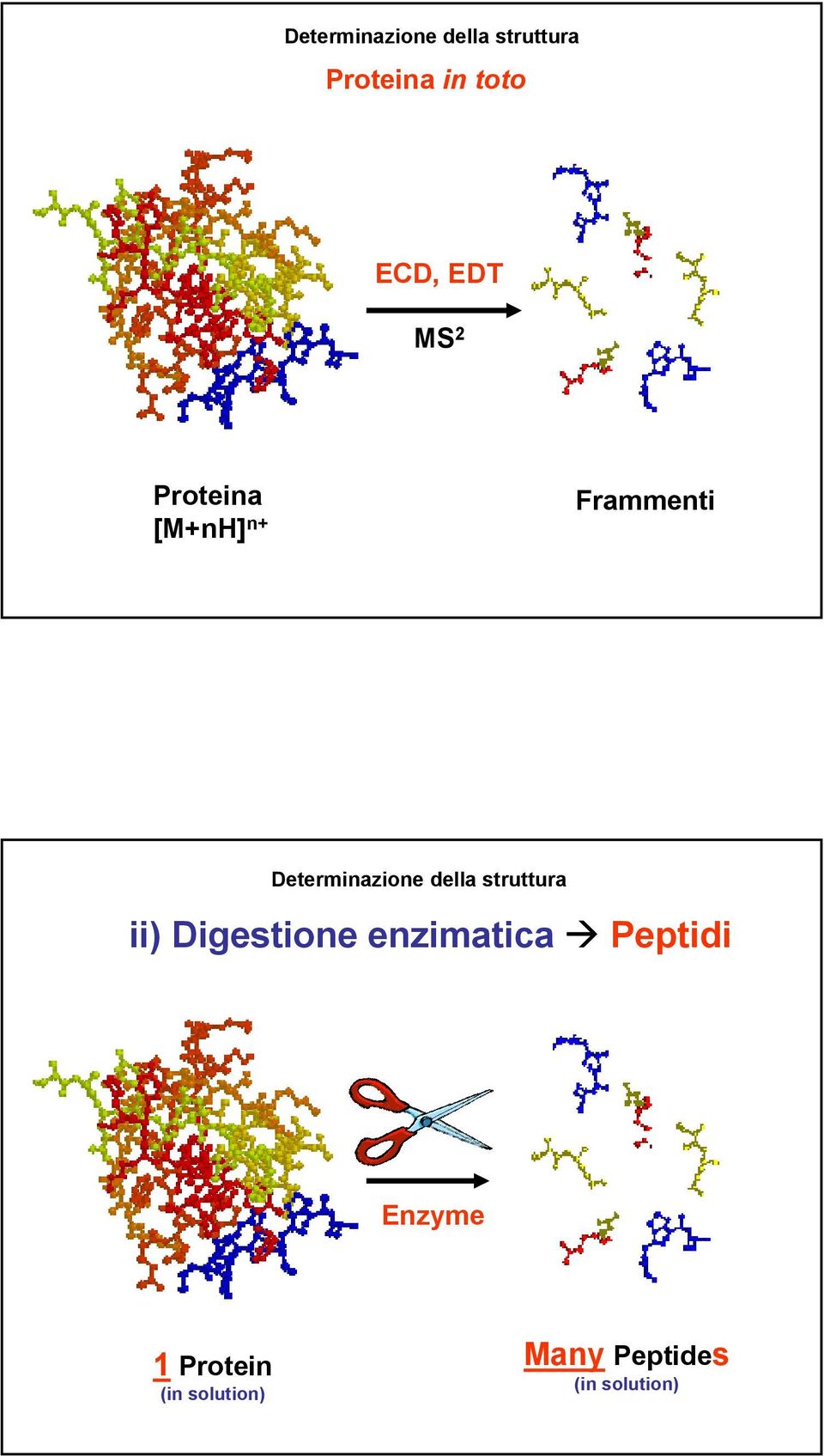 della struttura ii) Digestione enzimatica Peptidi