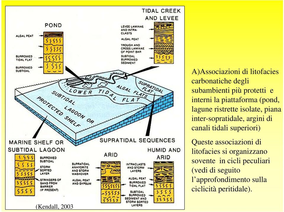 tidali superiori) Queste associazioni di litofacies si organizzano sovente in cicli