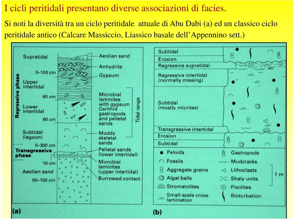 Si noti la diversità tra un ciclo peritidale attuale di