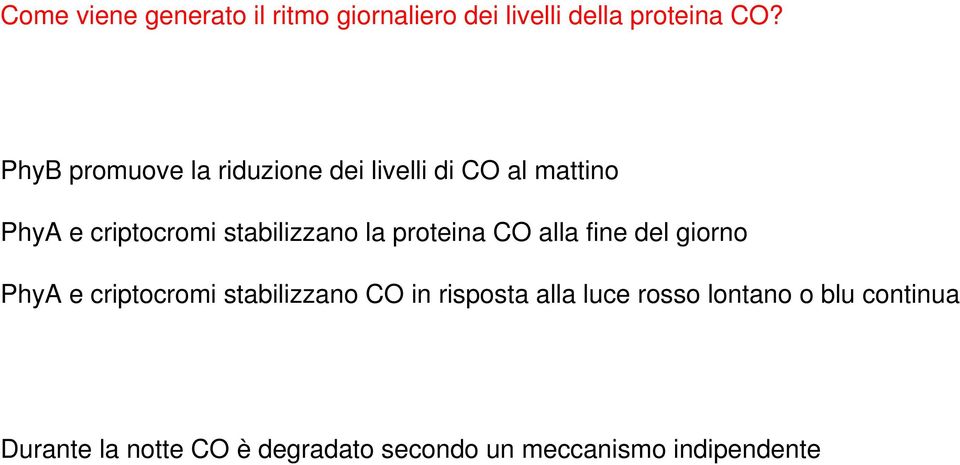 stabilizzano la proteina CO alla fine del giorno PhyA e criptocromi stabilizzano CO in