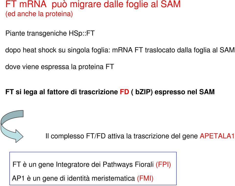 lega al fattore di trascrizione FD ( bzip) espresso nel SAM Il complesso FT/FD attiva la trascrizione del