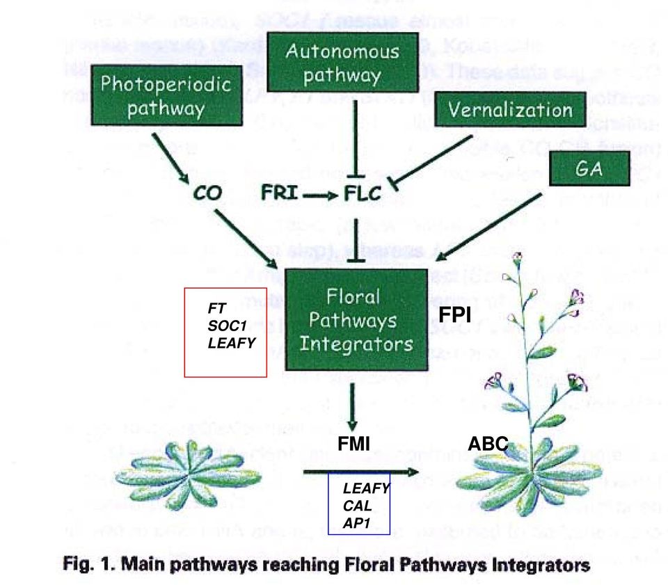 FMI ABC