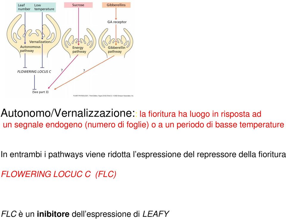 In entrambi i pathways viene ridotta l espressione del repressore della