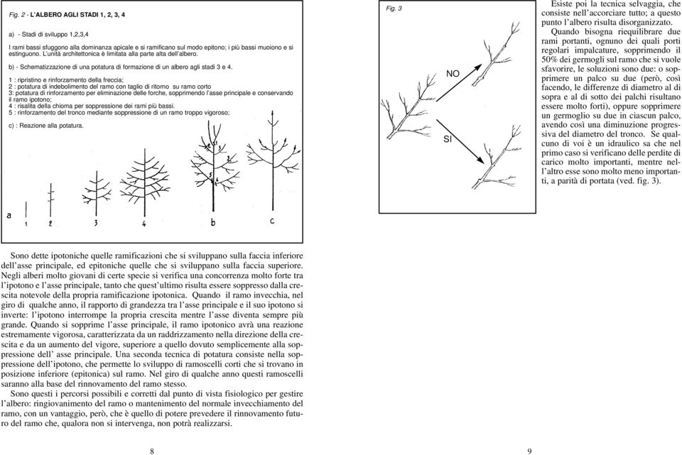 1 : ripristino e rinforzamento della freccia; 2 : potatura di indebolimento del ramo con taglio di ritorno su ramo corto 3: potatura di rinforzamento per eliminazione delle forche, sopprimendo l asse