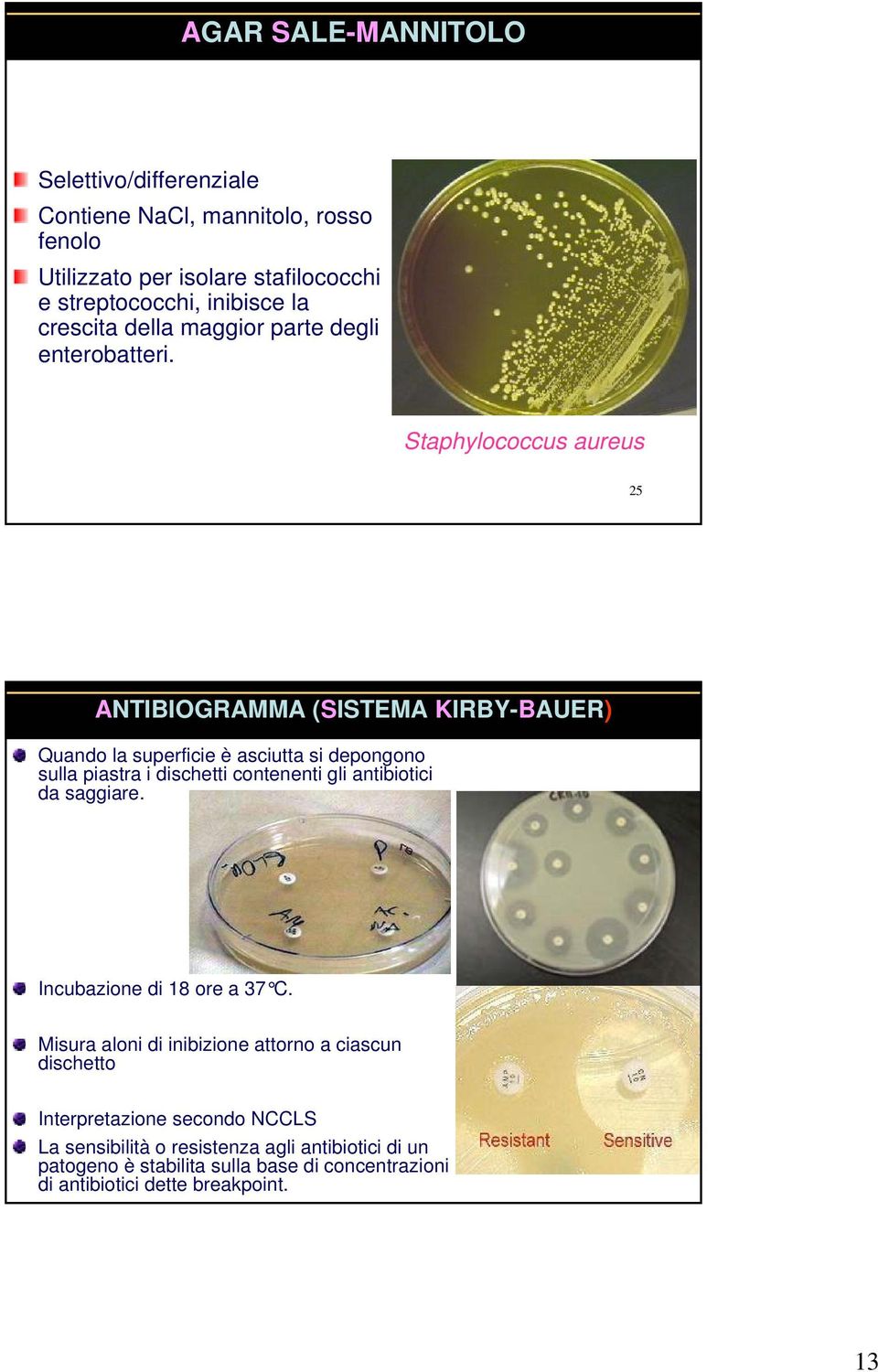 Staphylococcus aureus 25 ANTIBIOGRAMMA (SISTEMA KIRBY-BAUER) Quando la superficie è asciutta si depongono sulla piastra i dischetti contenenti gli