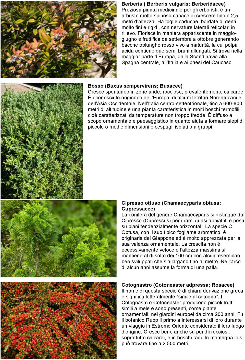 Fiorisce in maniera appariscente in maggiogiugno e fruttifica da settembre a ottobre generando bacche oblunghe rosso vivo a maturità, la cui polpa acida contiene due semi bruni allungati.