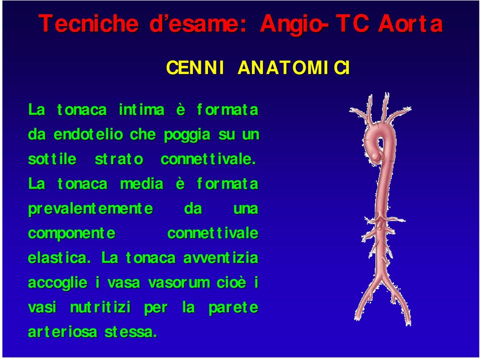 La tonaca media è formata prevalentemente da una componente