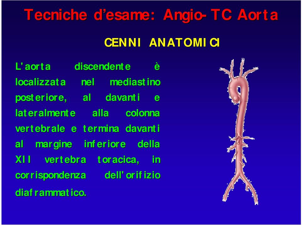 davanti al margine inferiore della XII vertebra toracica, in