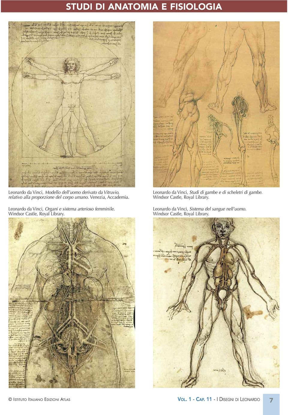 Leonardo da Vinci, Organi e sistema arterioso femminile.