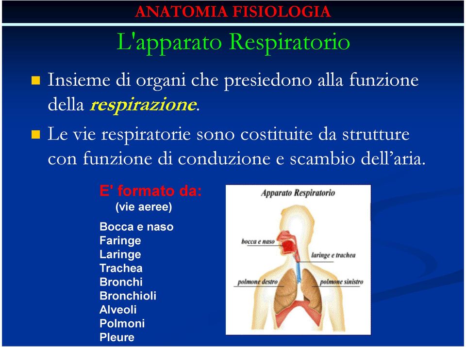 Le vie respiratorie sono costituite da strutture con funzione di conduzione e