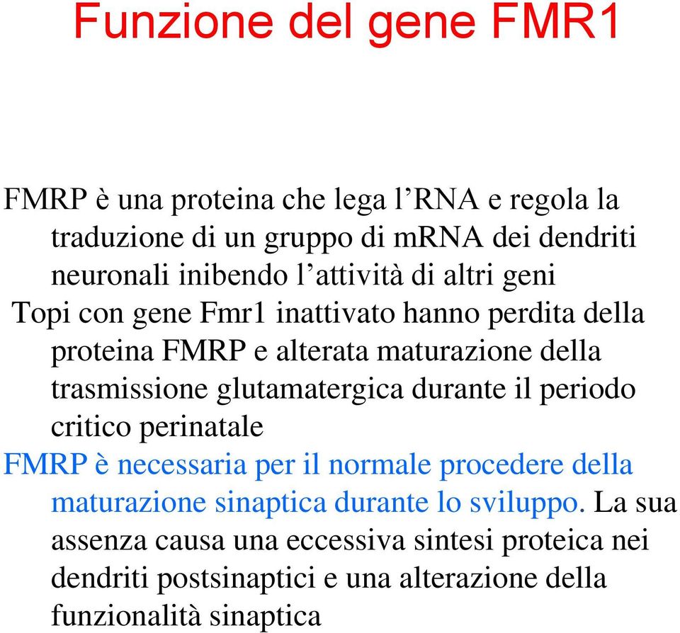 glutamatergica durante il periodo critico perinatale FMRP è necessaria per il normale procedere della maturazione sinaptica durante