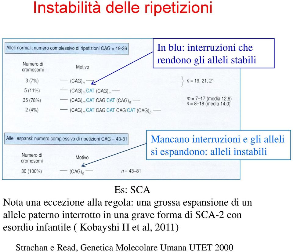 regola: una grossa espansione di un allele paterno interrotto in una grave forma di SCA-2