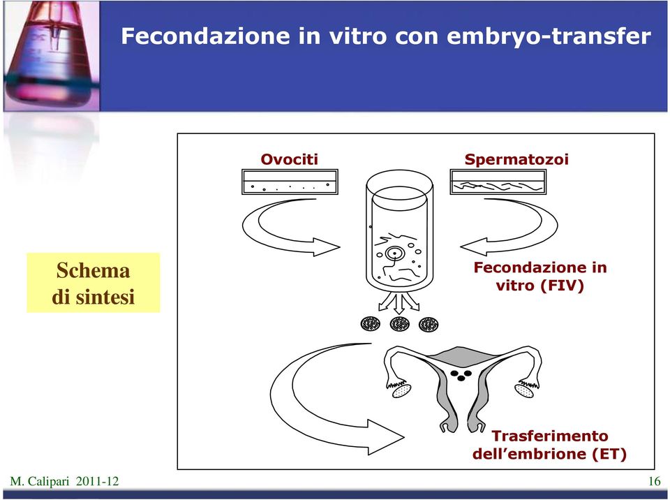 Schema di sintesi Fecondazione in vitro