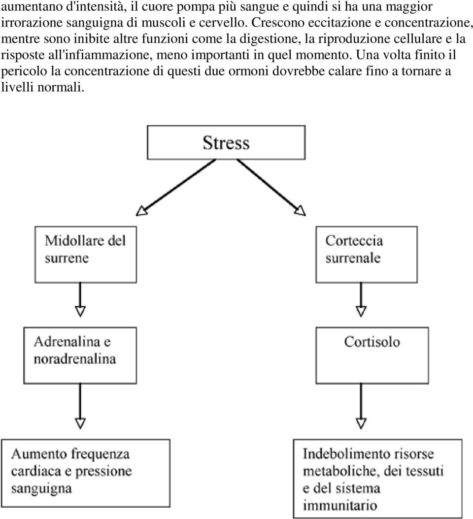 Crescono eccitazione e concentrazione, mentre sono inibite altre funzioni come la digestione, la