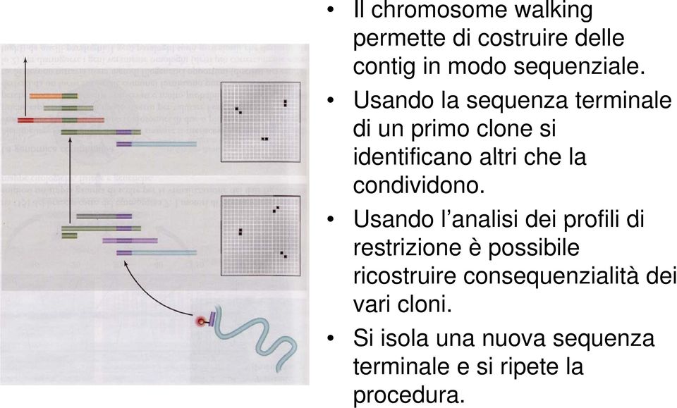 condividono.