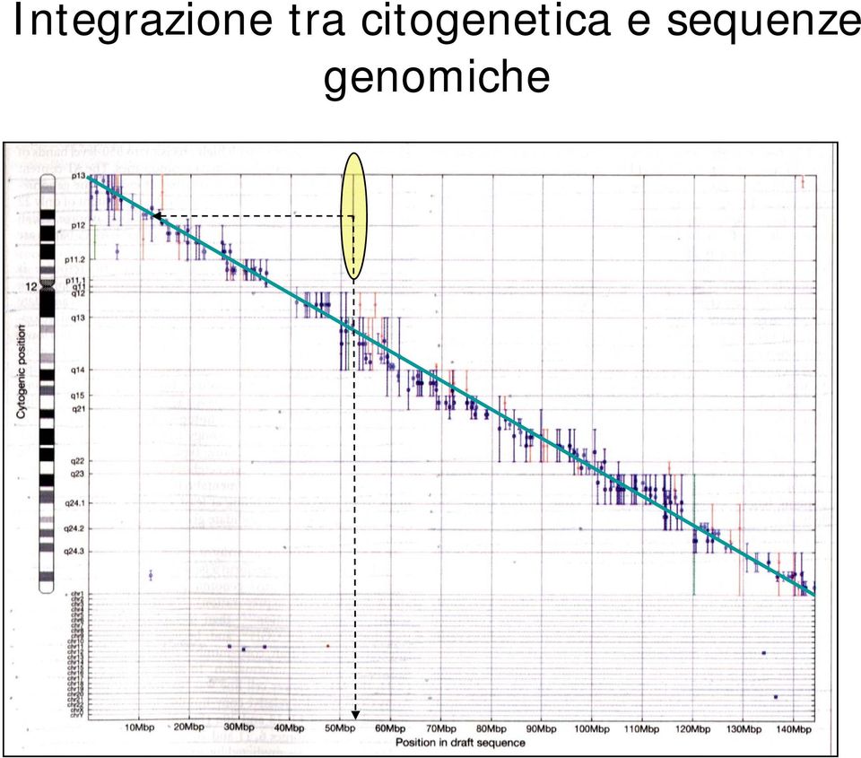 citogenetica