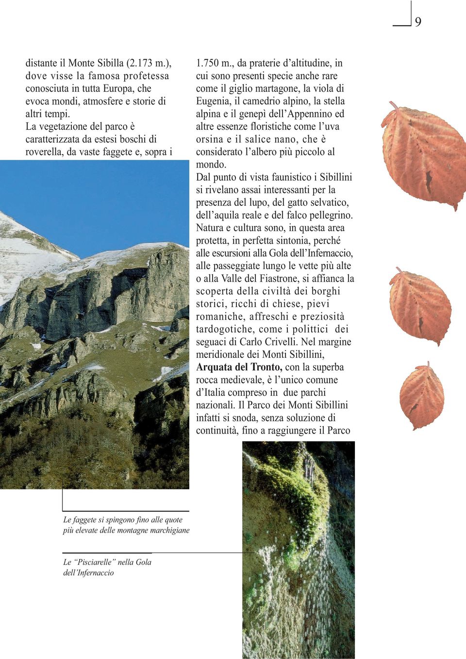 , da praterie d altitudine, in cui sono presenti specie anche rare come il giglio martagone, la viola di Eugenia, il camedrio alpino, la stella alpina e il genepì dell Appennino ed altre essenze