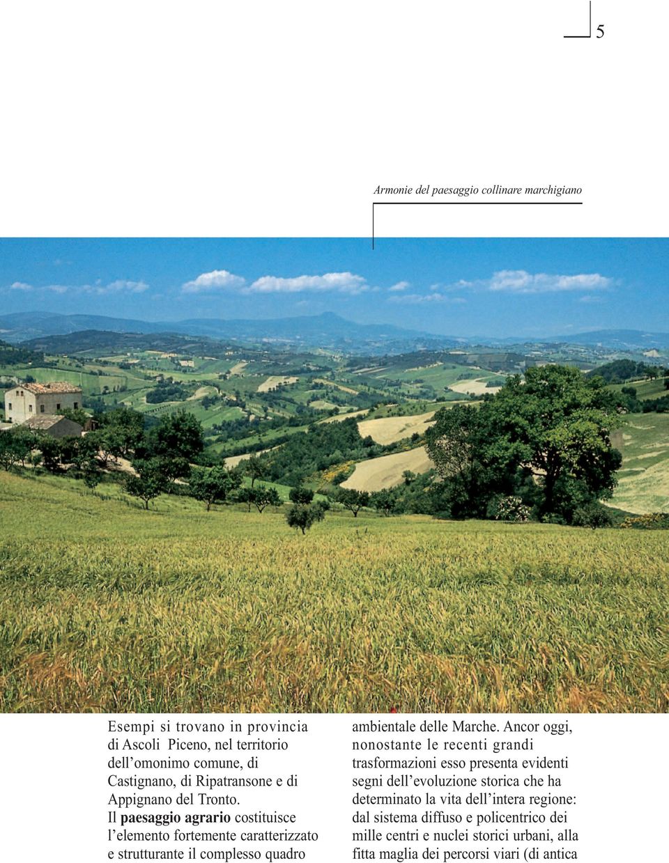 Il paesaggio agrario costituisce l elemento fortemente caratterizzato e strutturante il complesso quadro ambientale delle Marche.