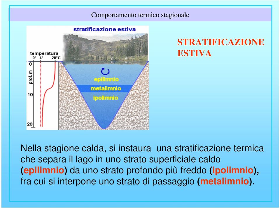 uno strato superficiale caldo (epilimnio) da uno strato profondo più