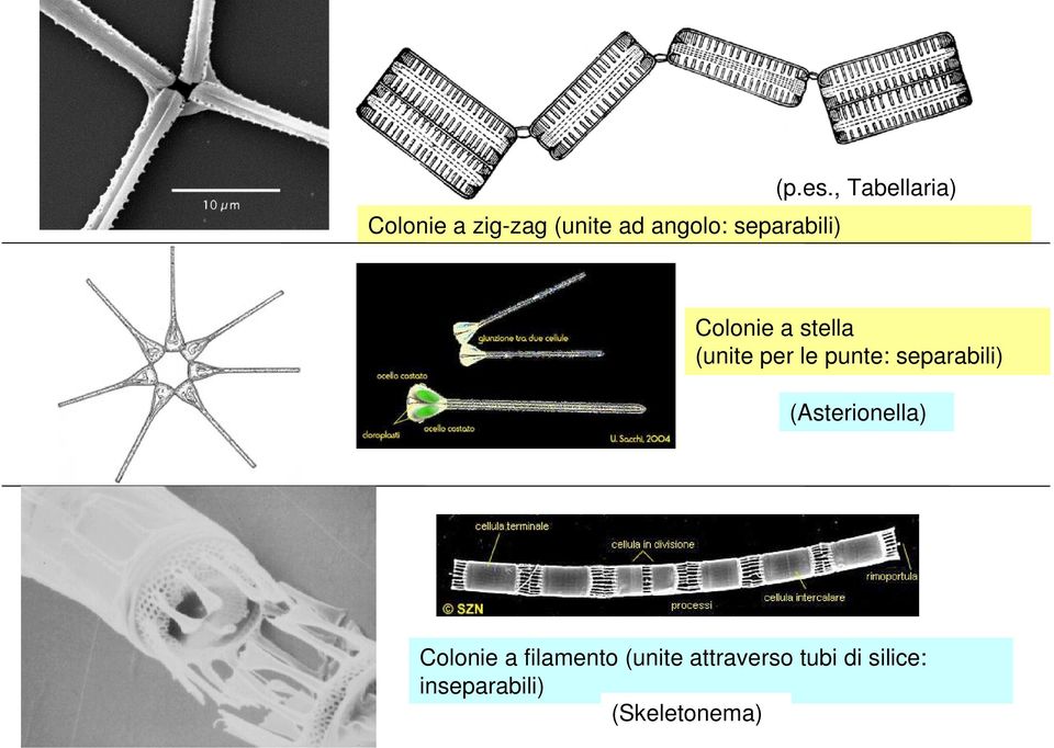 separabili) (Asterionella) Colonie a filamento (unite