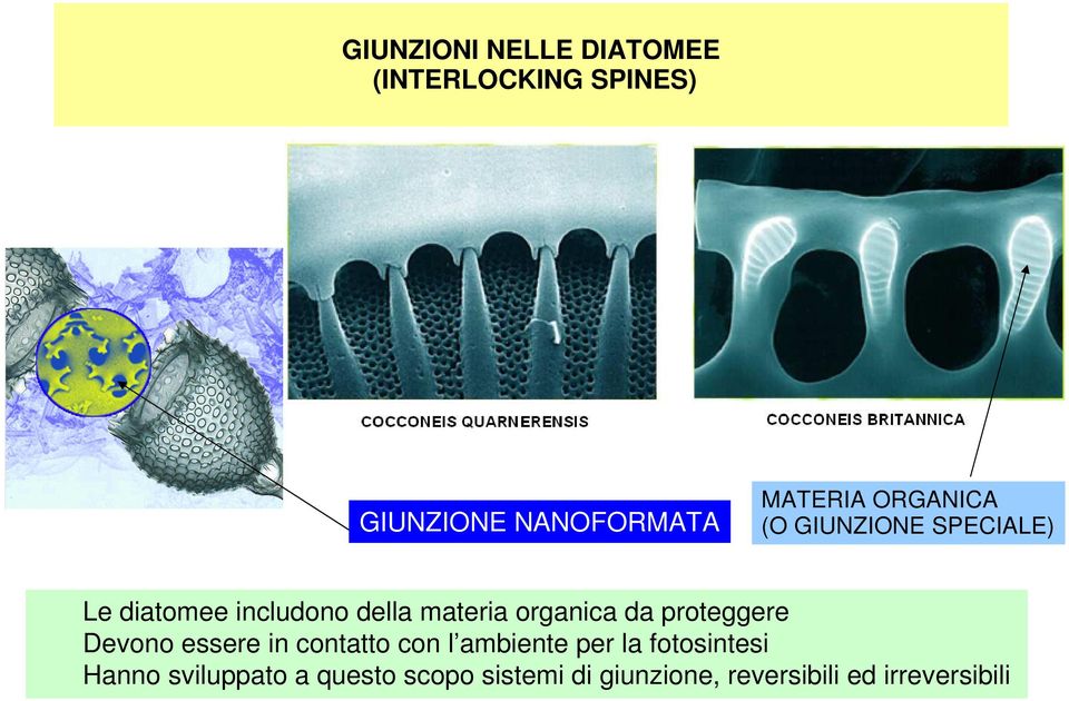 da proteggere Devono essere in contatto con l ambiente per la fotosintesi