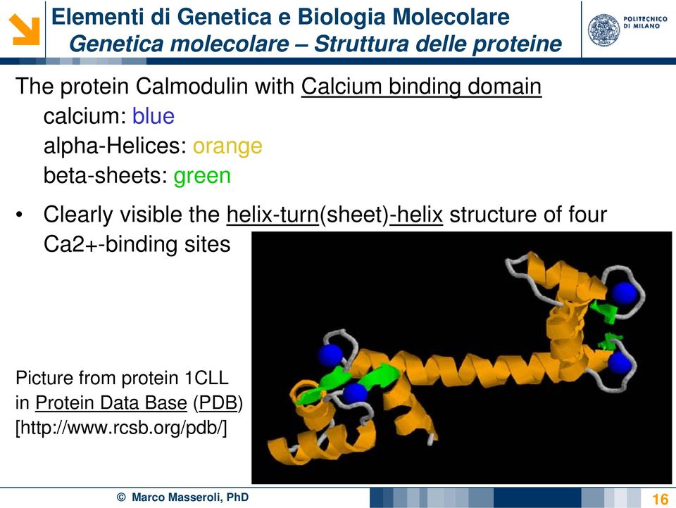 Clearly visible the helix-turn(sheet)-helix structure of four Ca2+-binding