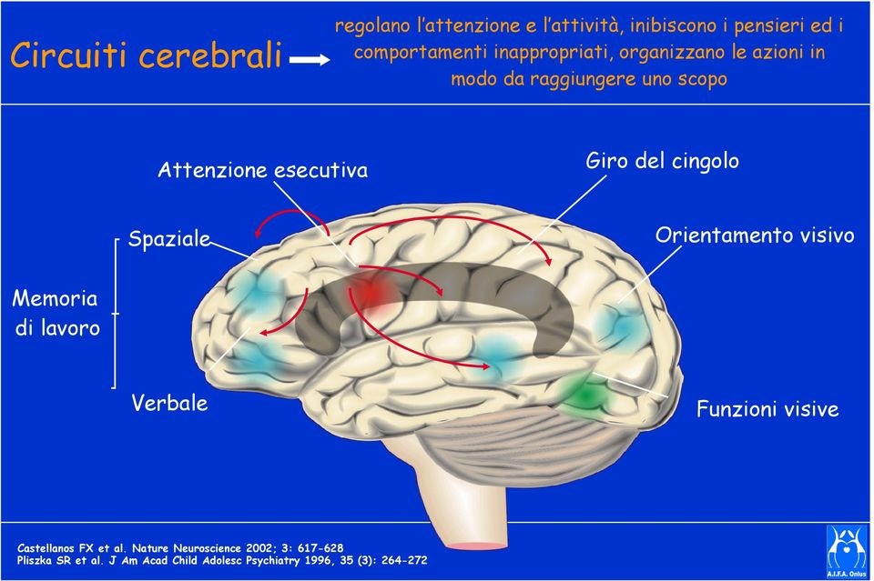 cingolo Spaziale Orientamento visivo Memoria di lavoro Verbale Funzioni visive Castellanos FX et al.