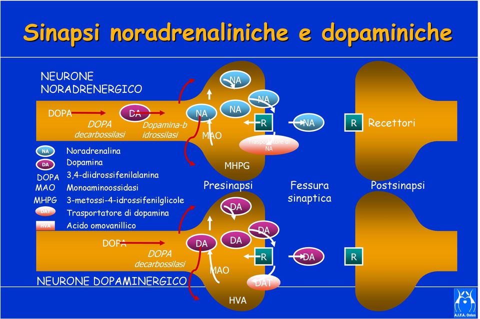 3-metossi-4-idrossifenilglicole Trasportatore di dopamina Acido omovanillico DOPA DOPA decarbossilasi NEURONE