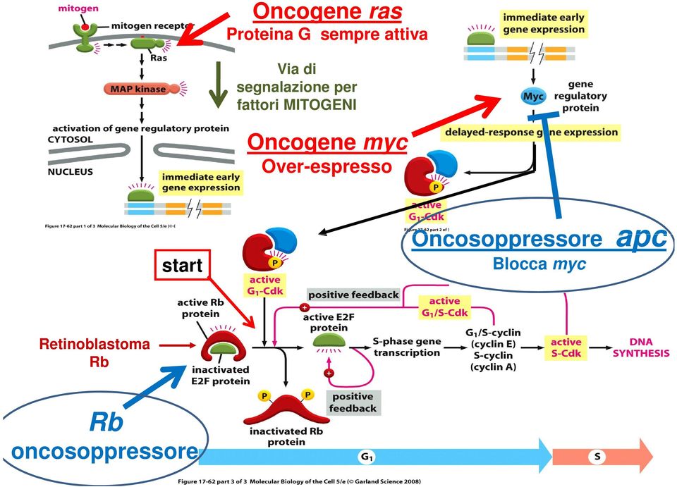 myc Over-espresso start Oncosoppressore apc