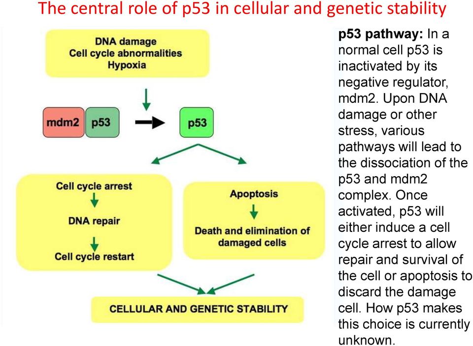 Upon DNA damage or other stress, various pathways will lead to the dissociation of the p53 and mdm2 complex.