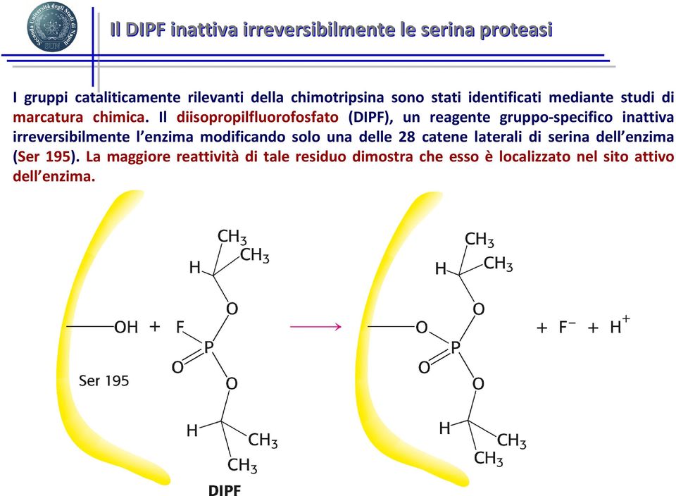 Il diisopropilfluorofosfato (DIPF), un reagente gruppo-specifico inattiva irreversibilmente l enzima modificando