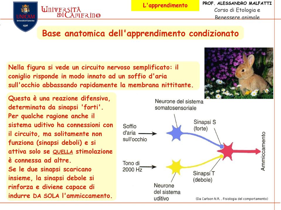 Per qualche ragione anche il sistema uditivo ha connessioni con il circuito, ma solitamente non funziona (sinapsi deboli) e si attiva solo se